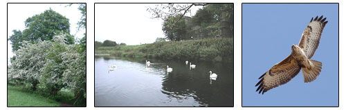 Local Wildlife