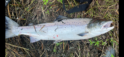 Pat Oldham's 15lb Salmon